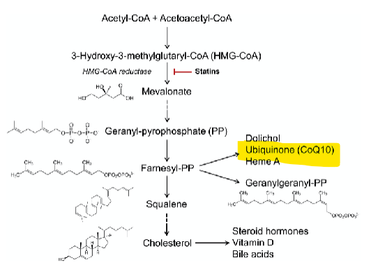 <p>Mechanisms of <strong>Statin-associated Myotoxicity<em> </em></strong><em>(muscle damage)</em></p><ol><li><p>Inhibition of __________________</p></li><li><p>mitochondrial dysfunction → 2</p></li><li><p>inhibition of __________________</p></li><li><p>____________</p></li><li><p>Inhibition of ___________ pathway</p></li></ol><p></p>