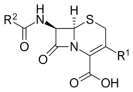 <p>What is Cephalosporin naturally more resistant to due to their bulky nucleus?</p>