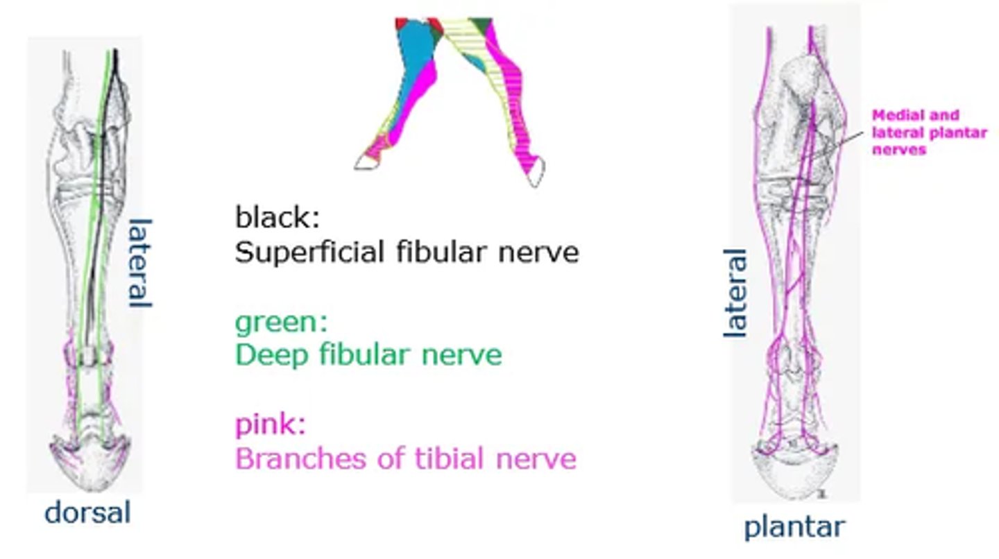 <p>Tibial </p><p>- Muscular supply to extensors of the hock and flexors of the digits</p><p>- Plantar surface </p><p>Fibular </p><p>- Muscular supply to flexors of the hock/extensors of the digits</p><p>- Dorsal surface</p>