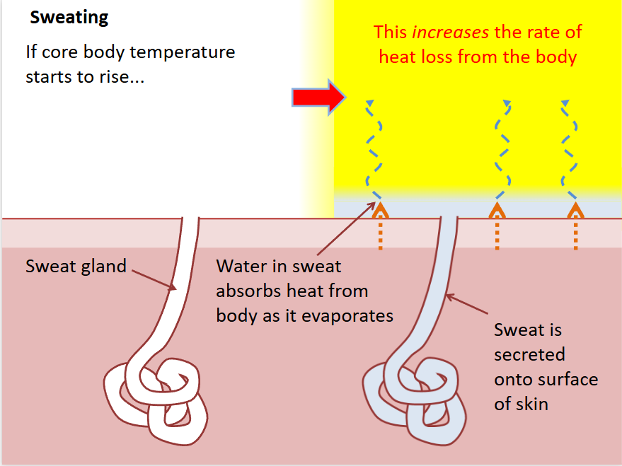 <ul><li><p>blood close to surface of skin heating it up</p></li><li><p>liquid sweat turns into gas (evaporates)</p></li><li><p>it takes heat from skin</p></li><li><p>skin loses heat it cools down</p></li></ul><p></p>