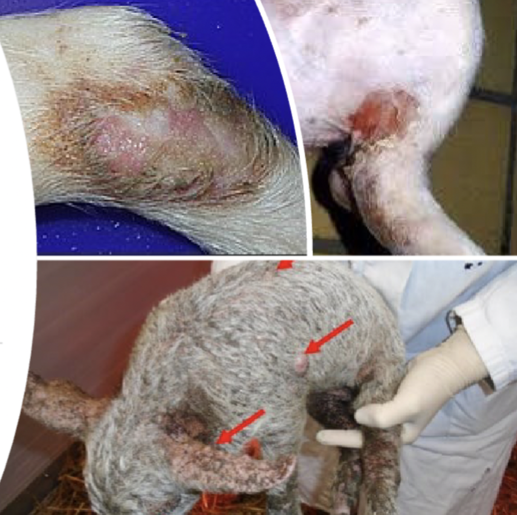 <p>greasy lesions of face, ears, body </p><p>Crusts dehydration, death </p>