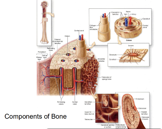 <p>-reservoir for calcium, phosphate, and ions</p><p>-calcified matrix</p><p>-contains vessels and nerves</p><p>-Harversian system- structure</p><p>-type I collagen, proteoglycans, and glycoproteins</p>