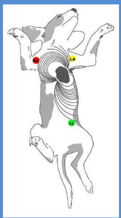 <p><span>2 forelimbs and left hindlimb, an additional electrode may be placed on right hindlimb</span></p><p><span>colour coding system of&nbsp; electrodes</span></p><ol><li><p><span style="color: #f4eb43"><strong><u>Nyellow </u></strong></span><span>(positive) – left forelimb</span></p></li></ol><ol start="2"><li><p><a target="_blank" rel="noopener noreferrer nofollow" class="link" href="http://2.red" download="true"><span style="color: red">red</span></a><span> (negative) – right forelimb</span></p></li></ol><ol start="3"><li><p><a target="_blank" rel="noopener noreferrer nofollow" class="link" href="http://3.green" download="true"><span style="color: green">green</span></a><span> – left hindlimb</span></p></li></ol><ol start="4"><li><p><a target="_blank" rel="noopener noreferrer nofollow" class="link" href="http://4.black" download="true"><span style="color: #000000">black</span></a><span> – right hindlimb</span></p></li></ol><p>NO CHEMICAL RESTRAIN - can change ECG</p>
