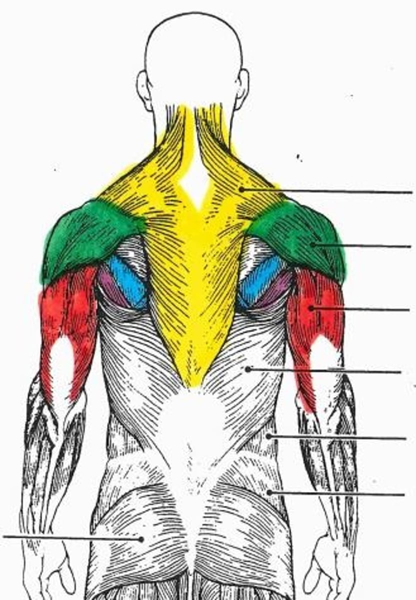 <p>red muscles</p>
