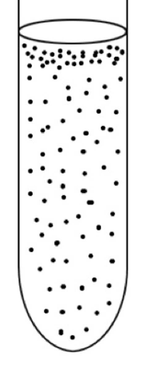<p>Both aerobic and anaerobic growth; more growth in the presence of oxygen. </p><p>-gradient down, mostly at the top</p><p>-SOD and Catalyse</p>