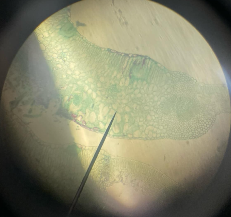 <p>Basidiomycota; wheat rust; fungus that produces five known types of spores: basidiospores, spermatia, aeciospores, urediniospores, and teliospores</p>