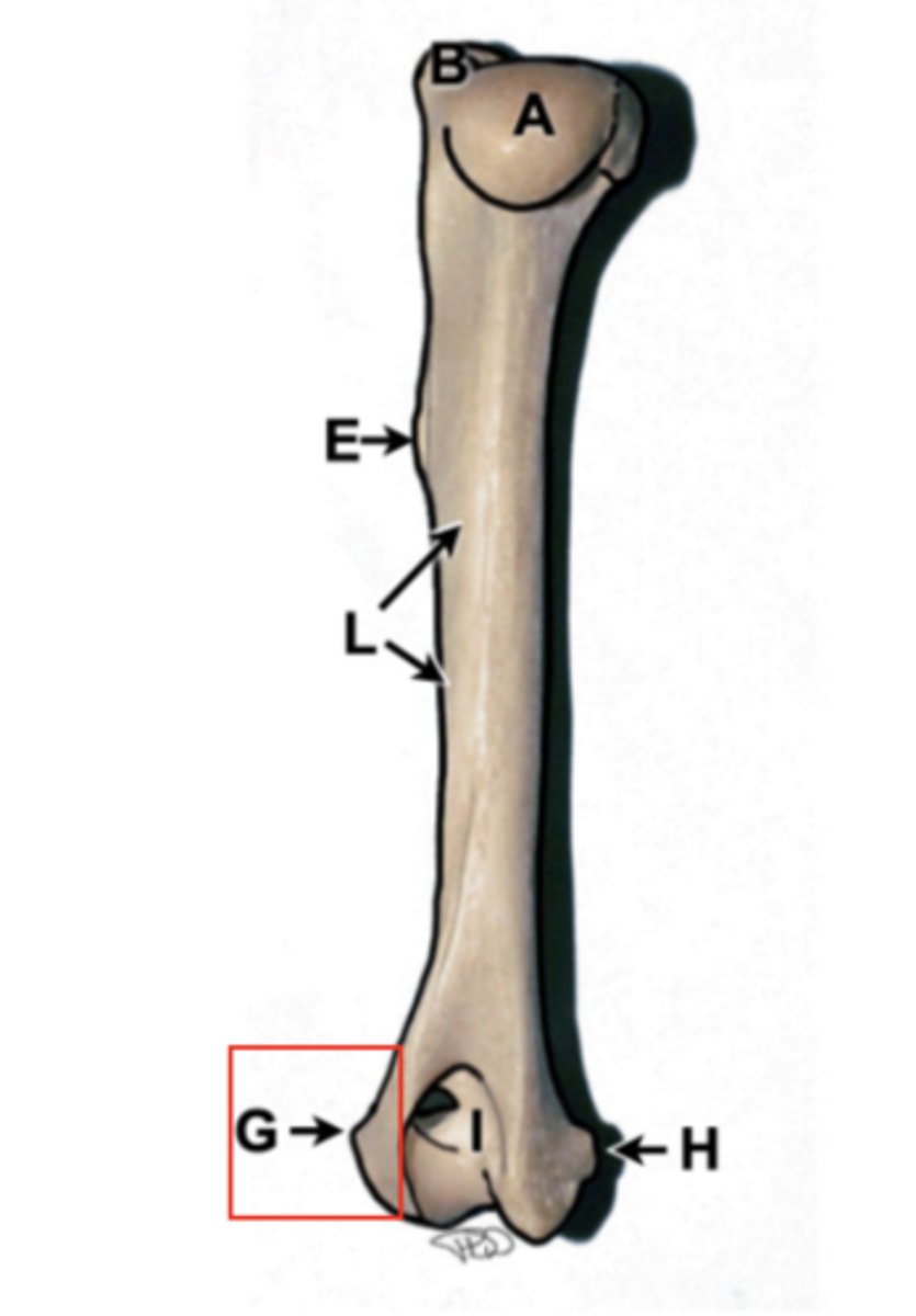 <p>humerus</p>