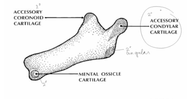<p>-coronoid process, angular process, condylar process, and symphyseal region</p><p>-only cartilage that stays is the cartilage of condylar process because this becomes part of a joint (articulates with temporal bone) and motion maintains the cartilage</p>