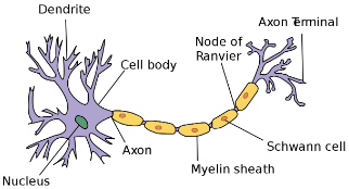 <p>dendrites</p><p>axons</p><p>myelin sheath</p><p>synaptic terminal</p>