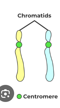 <p>A chromosome which has two distinctive halves</p>