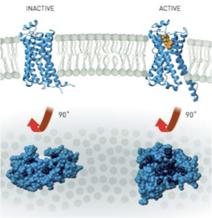 <ul><li><p>inactive state: bound to carazolol (inverse agonist or antagonist)</p></li><li><p>active state: part of the β2AR-G’s complex</p><ul><li><p>TM6 moves outward to allow G-protein binding</p></li><li><p>TM5 and TM3 also shift subtly to transmit the signal</p></li></ul></li></ul><p></p>