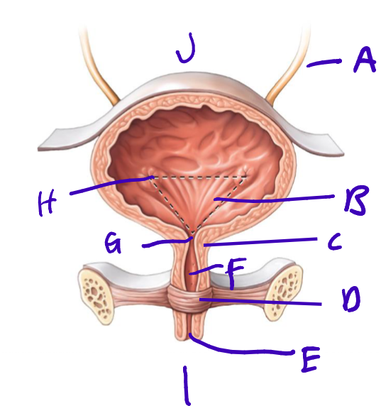 <p>label a-j</p>