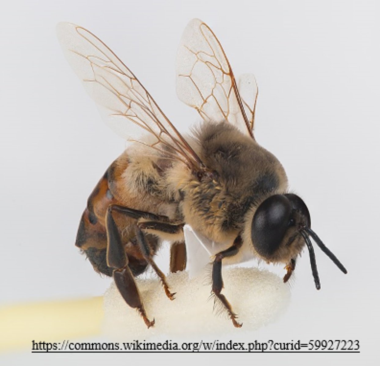 <p>haploid</p>