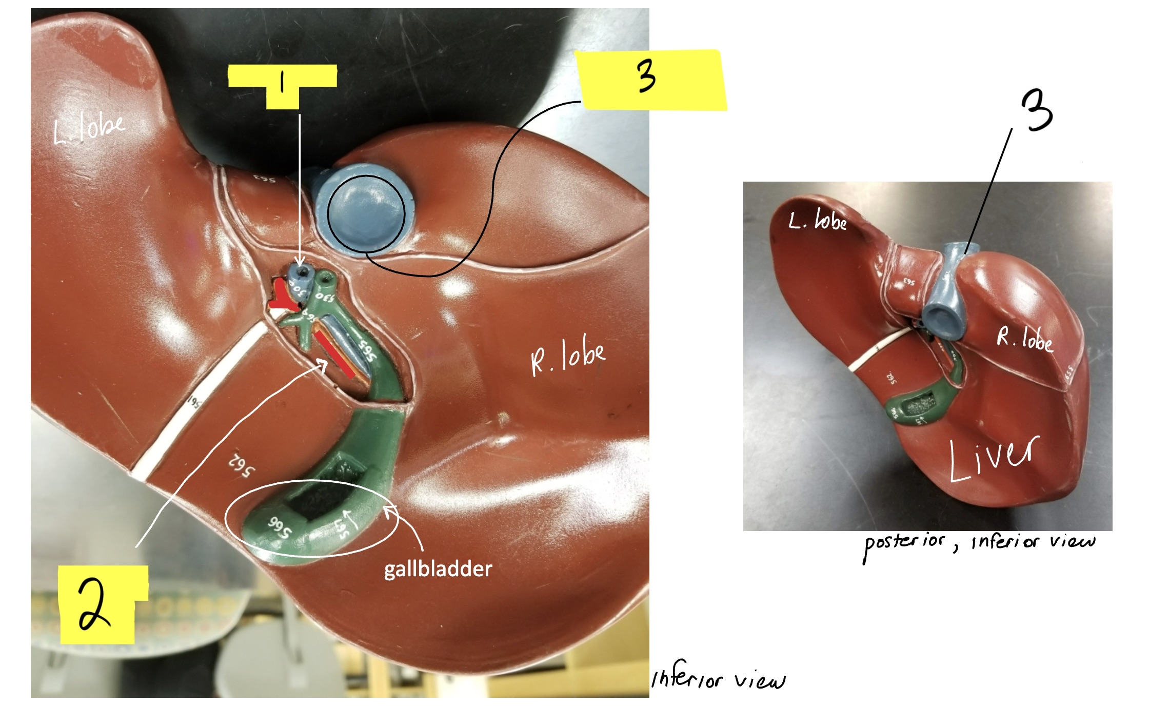 <p>what is #1 in this image? (<span><span>collects blood from the GI tract and conducts it to the liver)</span></span></p>