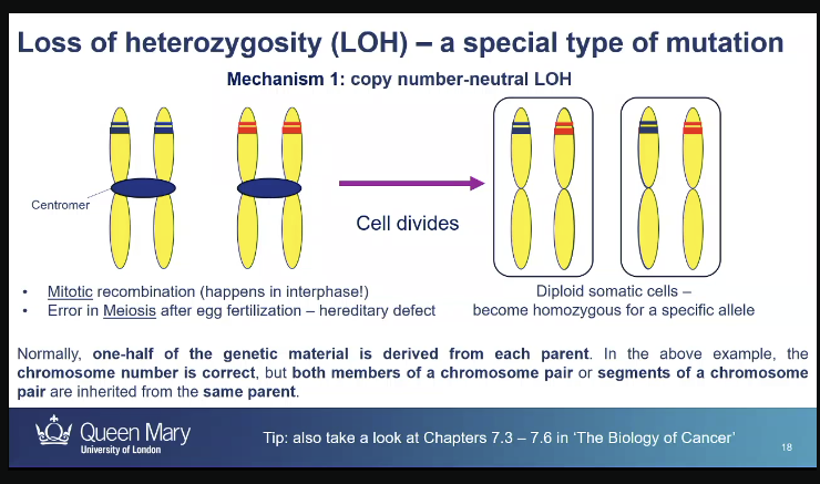 <p><strong>loss of heterozygosity </strong>- heterozygotes somatic cells become homozygous because one of the 2 alleles gets lost, </p><p>could get an exchange in DNA  between maternal and paternal homologous chromosomes for an allele </p><p>so they are heterozygous for the rest of the alleles but homozygous for a specific allele</p>