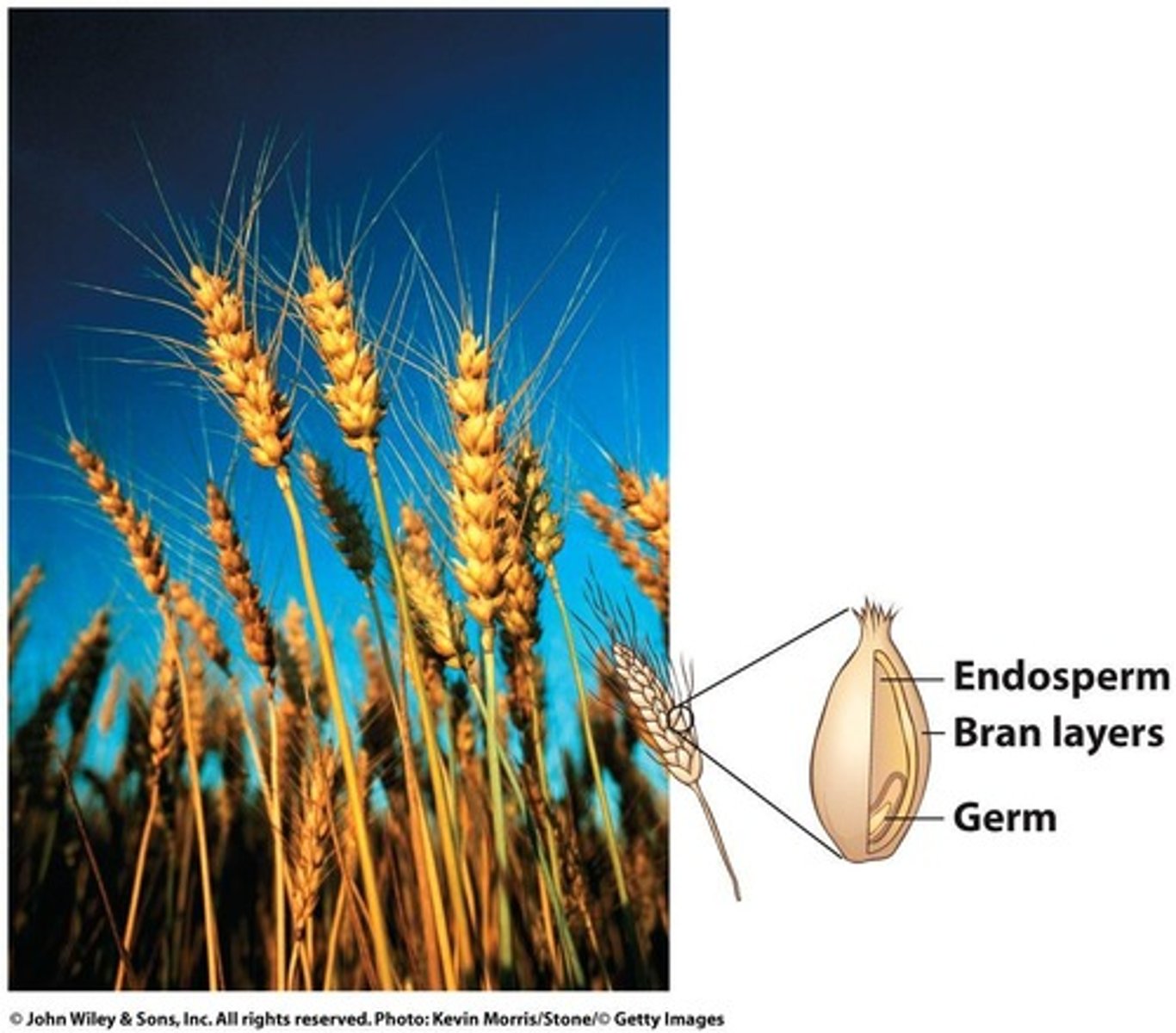 <p>Largest grain kernel part; contains starch.</p>