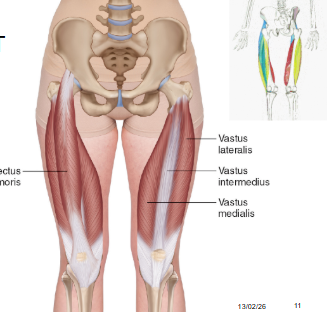 <p><span><span>four heads of the thigh, all share one insertion point and meet at the quadriceps tendon which crosses into the tibia</span></span><br><span><span>3 originate on the femur, rectus femoris - straight muscle on top of the femur - most superficial and only one to come from and move the hip bone - flexes the hip</span></span></p>