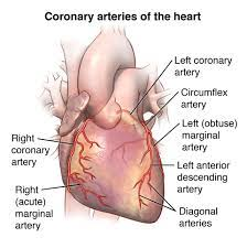 <p>what are the two Coronary Arteries</p>