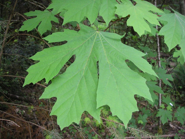 <p>-Large/5 lobed leaves<br>-Thick trunks<br>-Often licorice fern on trunk<br>-Furrowed bark</p>