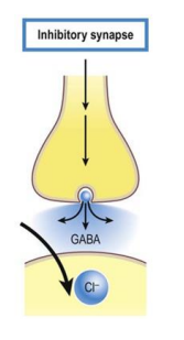 <p>Inhibitory effect - less likely to generate an AP</p><p>What happens when there is an inhibitory effect? </p><ul><li><p>Action potential reaches presynaptic membrane </p><p>→ causes calcium channels to open: influx of calcium </p></li><li><p>→ transmitter bind to specific receptors on postsynaptic membrane </p></li><li><p>→ !! chloride (Cl- ) channels open → negative ions rush in </p></li><li><p>→ causes hyperpolarisation (inside of membrane becomes more negative) = IPSP </p></li><li><p>! Inhibition of neuron caused by hyperpolarisation of the membrane</p></li></ul><p></p>