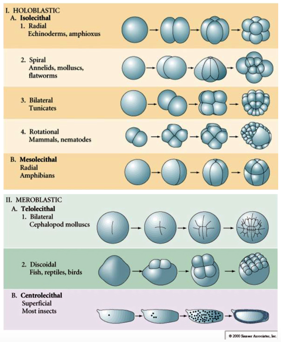 <ol><li><p><strong>Holoblastic cleavage</strong></p></li></ol><ul><li><p>Isolecithal</p><ul><li><p>Radial: Echinoderms, amphioxus</p></li><li><p>Spiral: Annelids, molluscs, flatworms</p></li><li><p>Bilateral: Tunicates</p></li><li><p>Rotational: Mammals, nematodes</p></li></ul></li><li><p>Mesolecithal</p><ul><li><p>Radial: Amphibians</p></li></ul></li></ul><ol start="2"><li><p><strong>Meroblastic Cleavage</strong></p></li></ol><ul><li><p>Telolecithal</p><ul><li><p>Bilateral: Cephalopod molluscs</p></li><li><p>Discoidal: Fish, reptiles, birds</p></li></ul></li><li><p>Centrolecithal</p><ul><li><p>Superficial: Most insects</p></li></ul></li></ul>