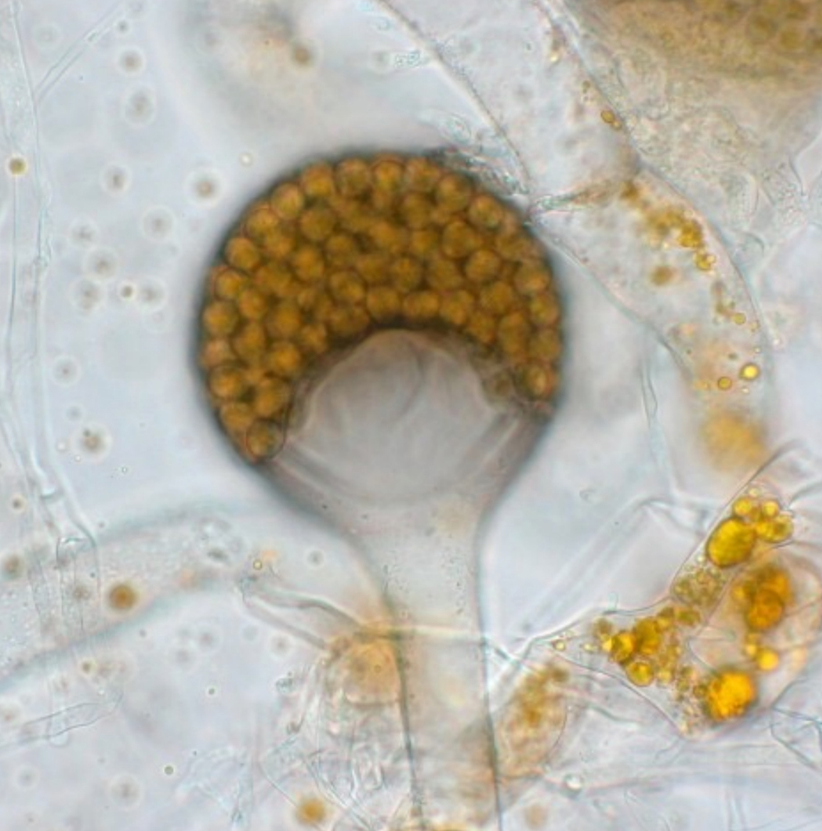 <p>What genus is this and what is this structure ? </p>