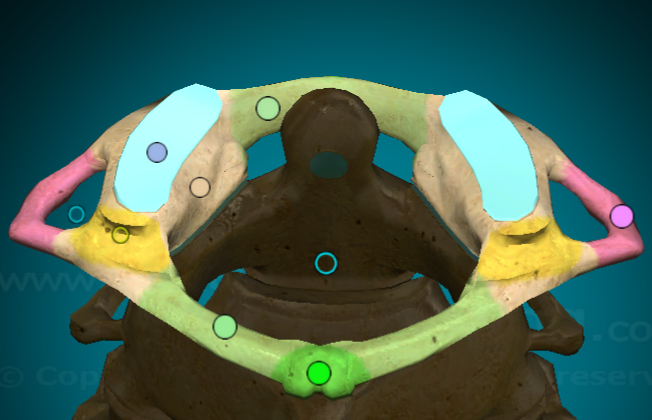 <ul><li><p>NO BODY</p></li><li><p>v thin</p></li><li><p>have transverse foramen instead of transverse processes</p></li><li><p>has a nub of a spinus process</p></li></ul><p></p>
