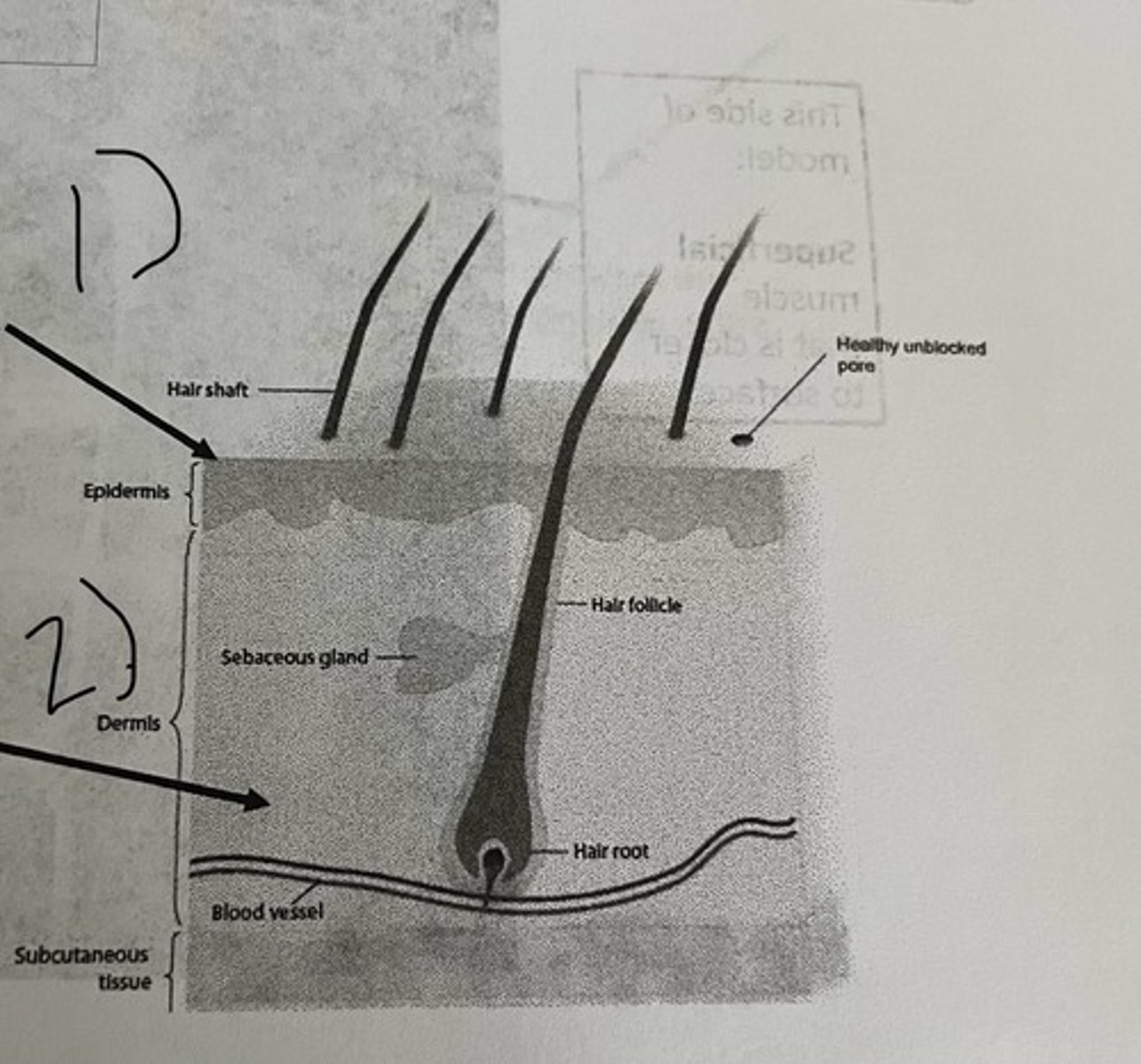 <p>What is #1 pointing to? (think of higher on skin)</p>