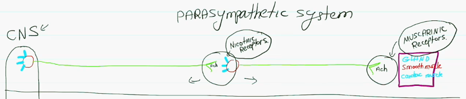 <p>Preganglionic body begins in the CNS, the preganglionic axon releases <strong>acetylcholine (ach)</strong> from its terminal end into the <strong>nicotinic receptors</strong> of the postganglionic body. The postganglionic axon will then release <strong>acetylcholine (ach) </strong>into the <strong>muscarinic receptors</strong> of the gland/smooth muscle/cardiac muscle.</p>