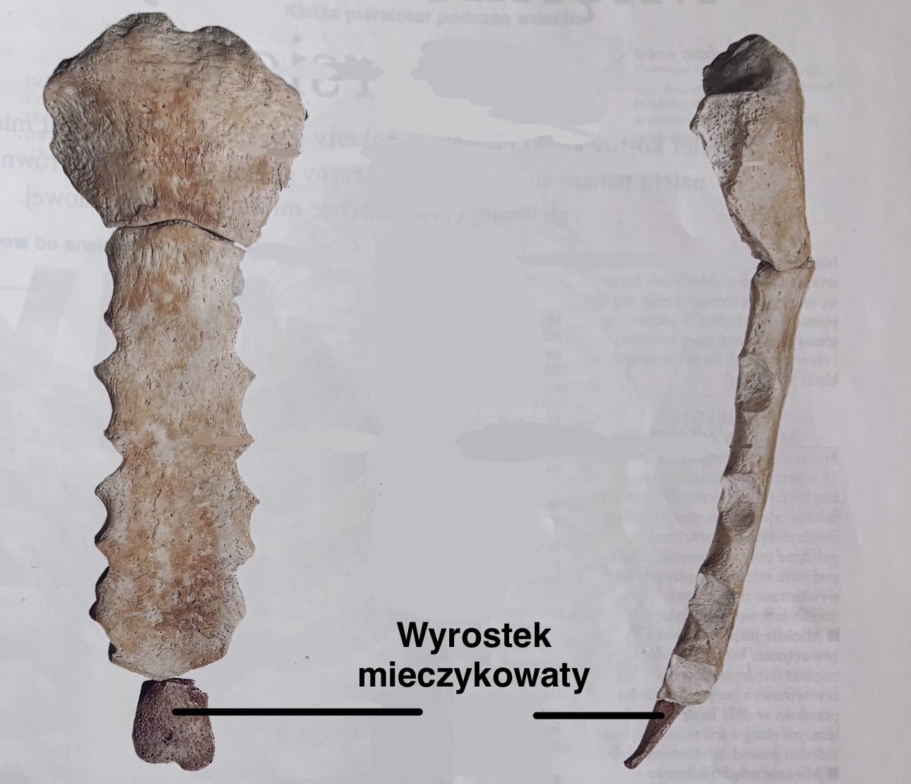 <p>Processus xiphoideus</p><p>Miejsce przyczepu niektórych mieśni brzucha</p>