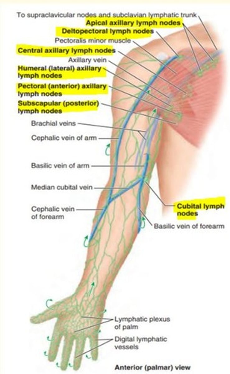 <p>Lymph drains into superficial and deep lymph nodes associated with superficial and deep veins </p><p>- Eventually they drain to axillary lymph nodes which drain to subclavian trunk (empties into R/L lymphatic ducts) </p><p>- Axillary lymph nodes also receive superficial lymph nodes of the anterior thoracic wall and upper quadrant of anterior abdominal wall</p>