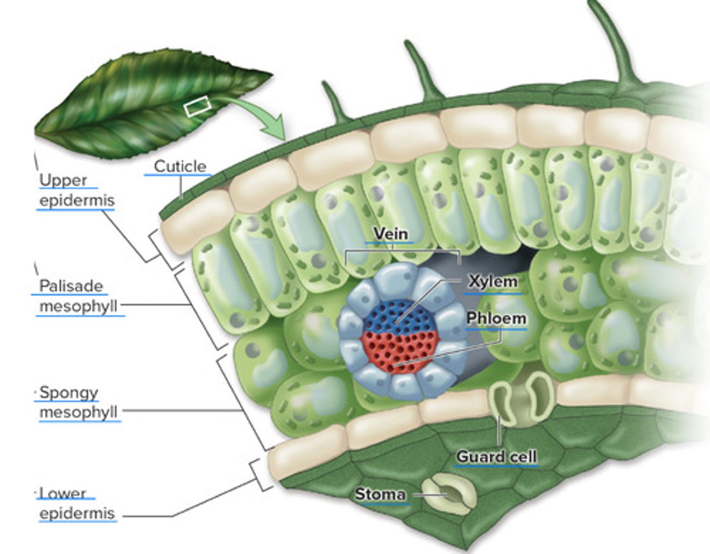 <p>Land plants are adapted for terrestrial life</p><p>• Vascular plants = tracheophytes - these can grow to a certain height due to their piping to reach sunlight / bryophytes can’t grow as high</p><p>• Vascular system made of : ( 2 special tissues )</p><p>• Xylem - transport water ( moves water from roots to the rest of the plant )</p><p>• Phloem - transport sugar, nutrients, and hormones through the plant</p>