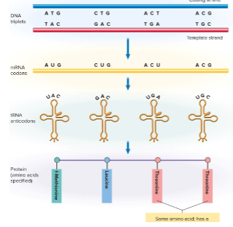 <p>Translation </p><p>tRNA helps link the “languages” of nucleotides and amino acids </p>