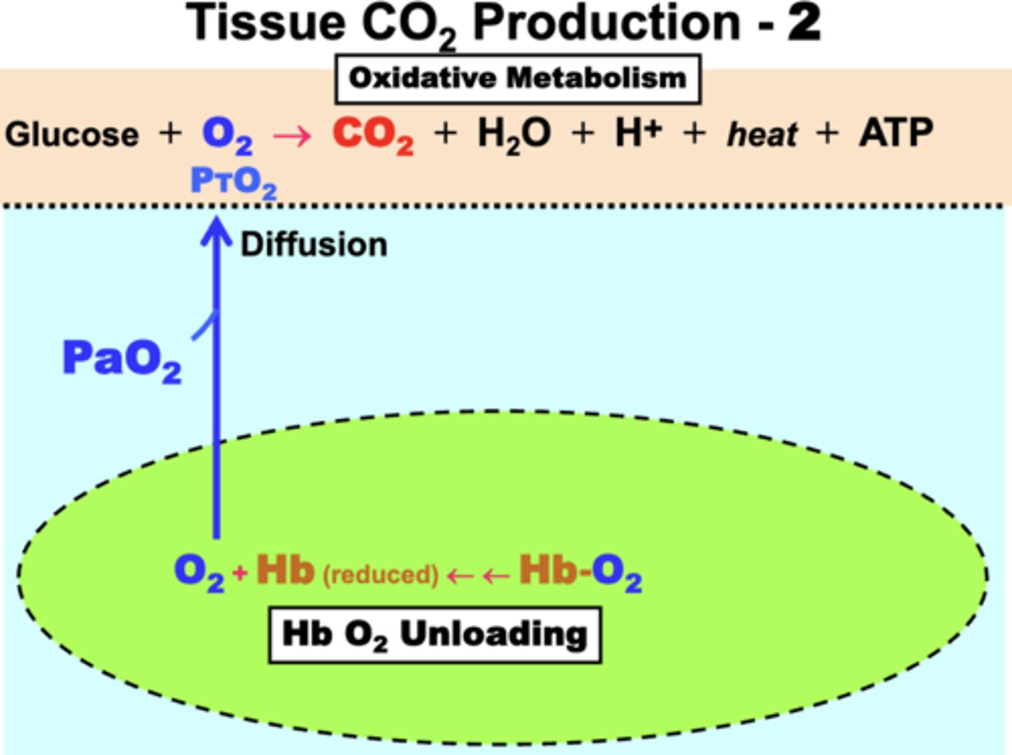 <p>PO2-dependent</p><p>process:</p><p>- fully oxygenated Hb (Hb-O2) is transported by RBCs in arterial blood (plasma)</p><p>- Hb O2 unloading is initiated by the diffusion of dissolved O2 down the PO2 gradient from systemic capillaries (PaO2) into tissues (PTO2)</p>
