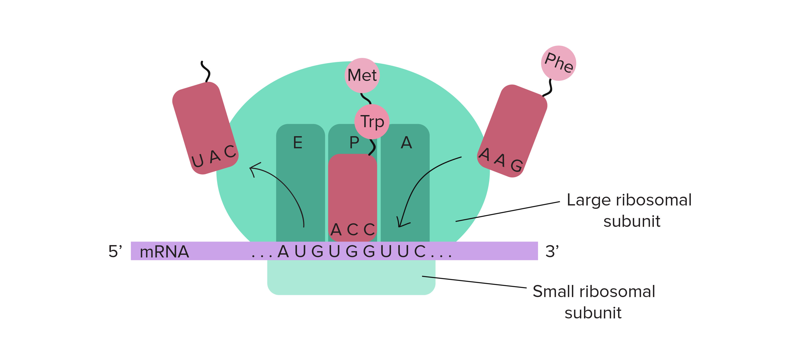 <p>Detection of stop codon allows GTP-bound release factors to bind to the A-site and catalyze hydrolsis of bond between terminal amino acid and tRNA in P site, and causes the dissociation of ribosomal subunits </p>