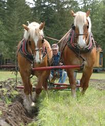 <p>originated in Belgium, most massive of the draft horses, known for size and strength, sorrels and roans with flaxen mane and tail</p>