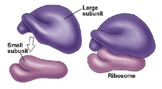 <ul><li><p>made up of ribosomal RNA (rRNA) and protein</p></li><li><p>consists of a large and small subunit</p></li><li><p>two types: 80S (found in eukaryotic cells) and 70S (found in prokaryotic cells, mitochondria and chloroplasts)</p></li></ul><p></p>