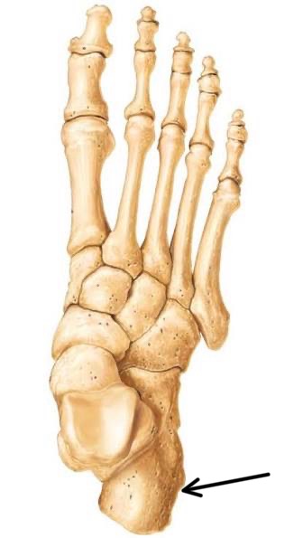 <p>what part of the tarsals is this?</p>