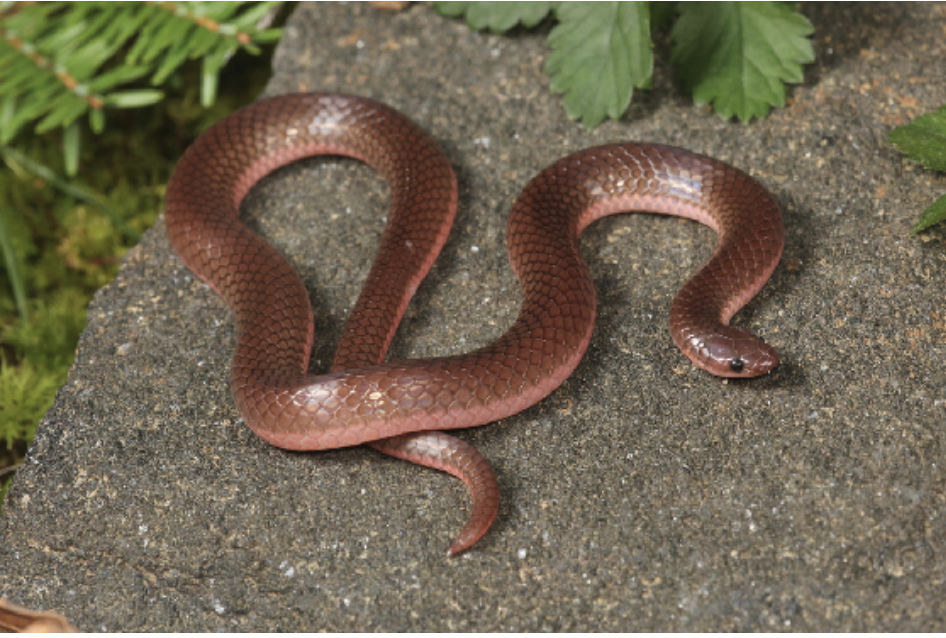 <p>Carphophis amoenus<br>Eastern worm snake<br>Colubridae</p>