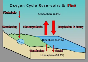 <p><span>The process of photosynthesis is essential in the oxygen/carbon dioxide cycle. Photosynthesis removes ______ from the atmosphere and produces and releases ______ into the atmosphere.</span></p>