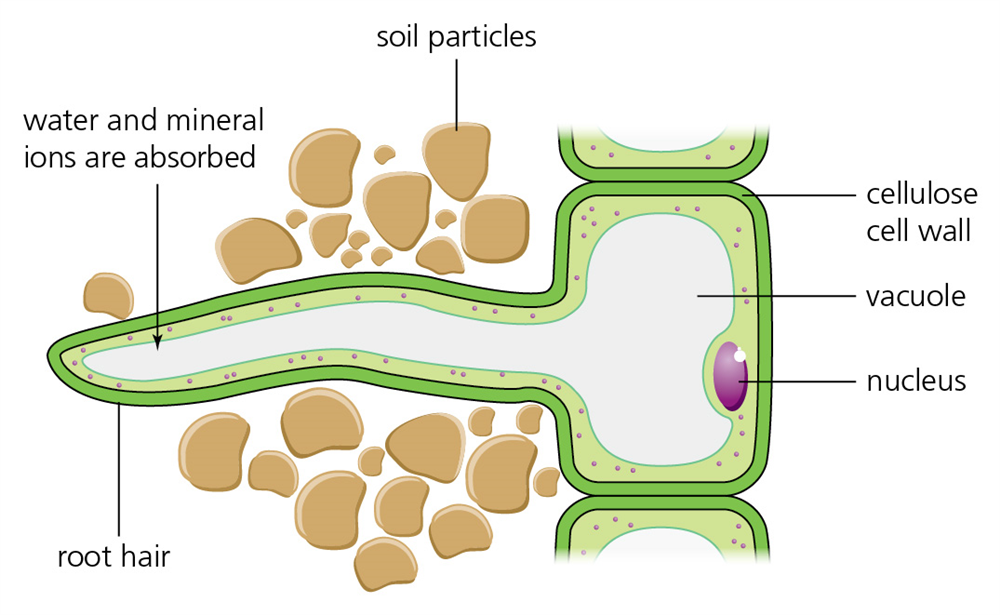 <p>root hair cell</p>