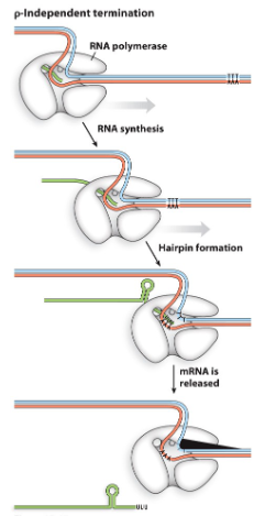 <ul><li><p>once RNA synthesis is done</p></li><li><p>hairpin forms</p></li><li><p>regions of As and Ts in DNA cause RNA to be released when RNA pol reaches this segment</p></li></ul>