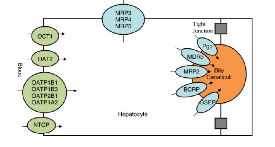 <p>serum concentrations of conjugated bilirubin and bile salts are the most commonly measured to determine if present.</p>