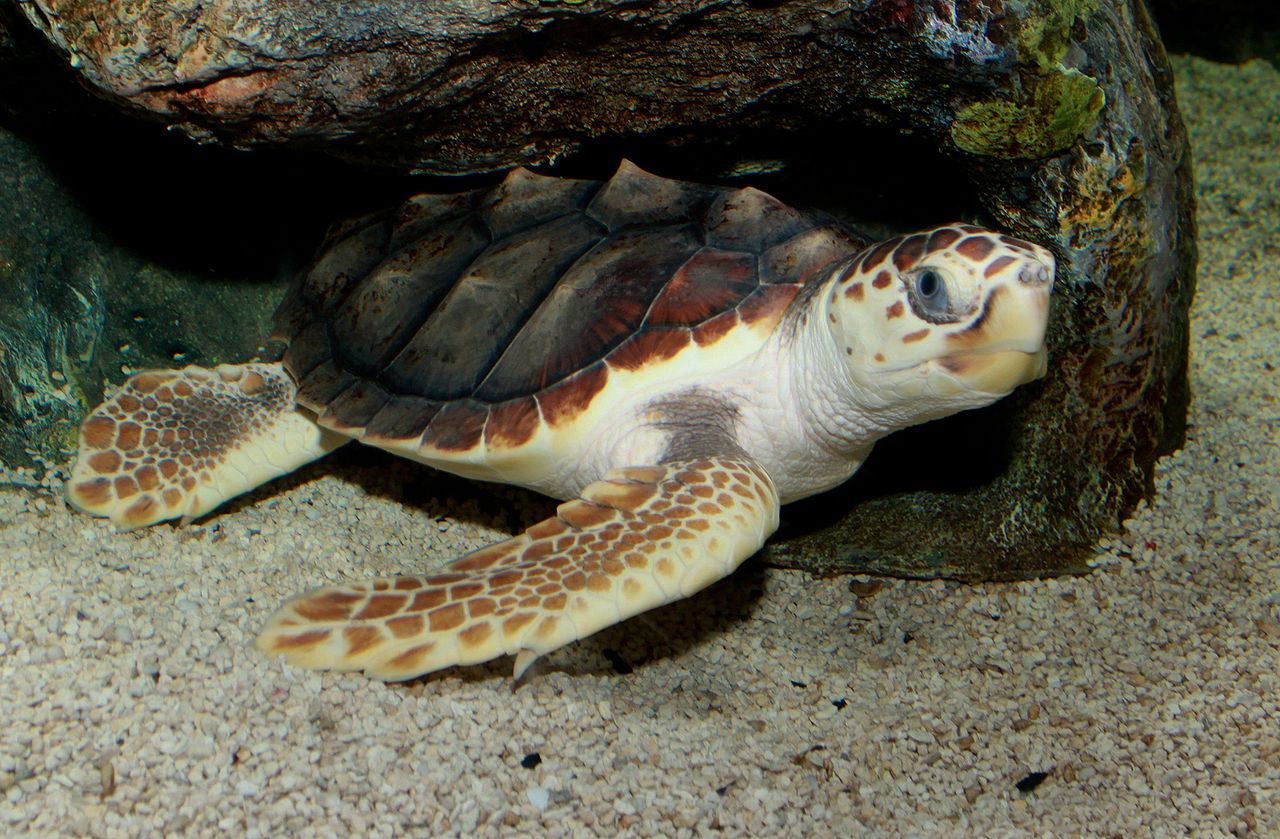 <p>Loggerhead sea turtle</p>