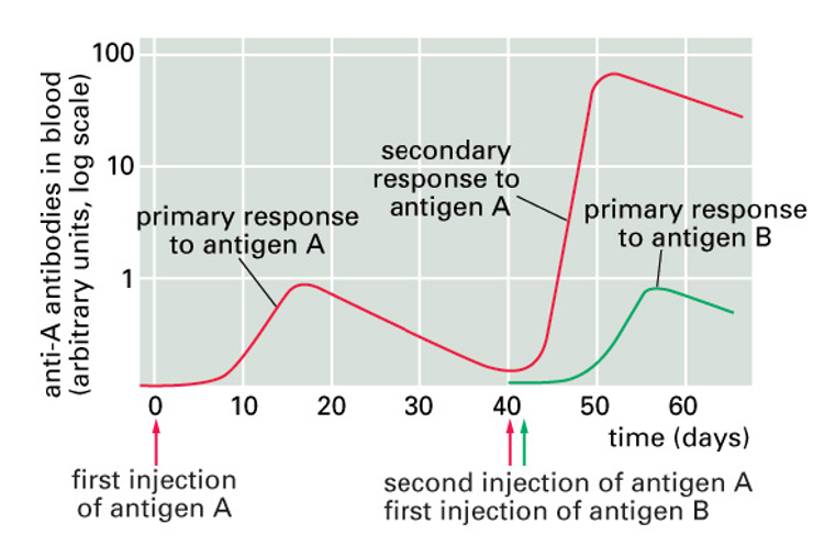 <ul><li><p>after antigen exposure, only small fraction of B cells will specifically recognise it&nbsp;</p></li><li><p>will be triggered to secrete their Ig (antibody)</p></li><li><p>these cells also proliferate: some of the cells formed will persist and form memory cells</p><ul><li><p>next time more cells recognise the antigen</p></li></ul></li><li><p>log scale: almost 100x as much AB can be produced in the secondayr response and more quickly</p></li><li><p>specificity: different antigen injected later only produces the much smaller primary response</p></li></ul><p></p>