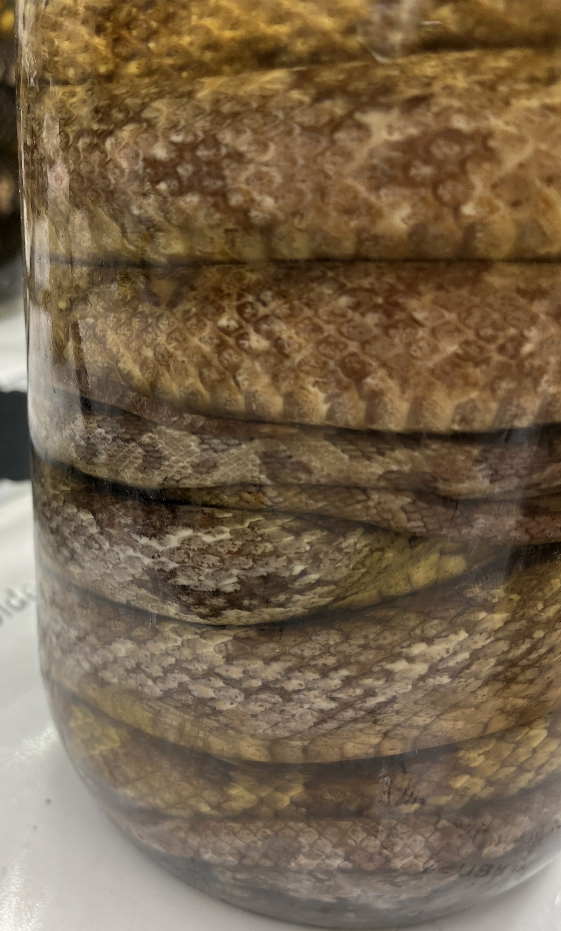 <ul><li><p>looks “dusty”</p></li><li><p>tan with indistinct black spots</p></li><li><p>long</p></li><li><p>lines on lips</p></li></ul><p></p>