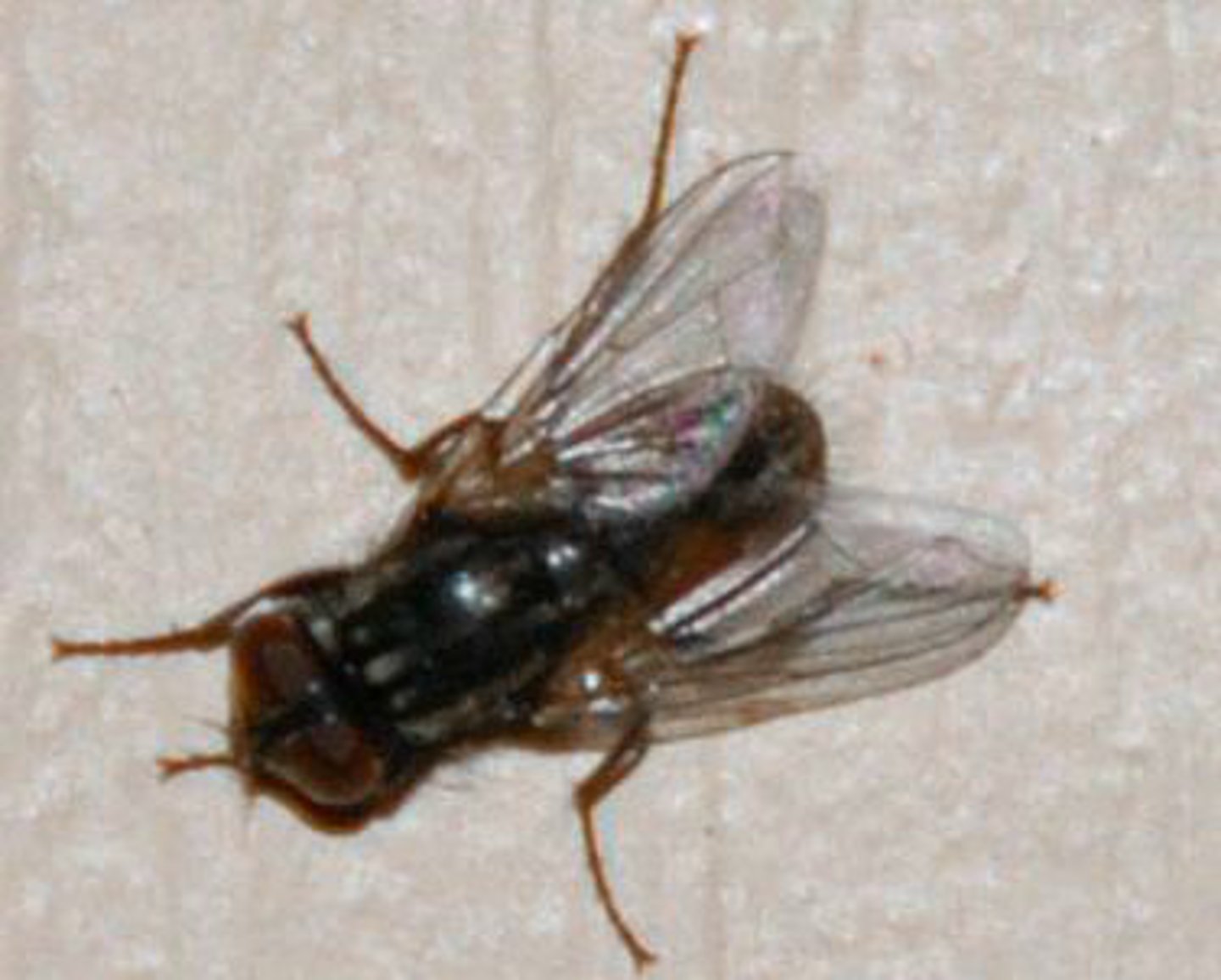 <p>Identify the insect shown:</p>