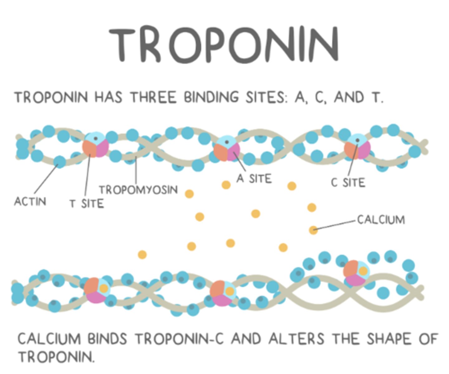 <p>troponin complexes</p>