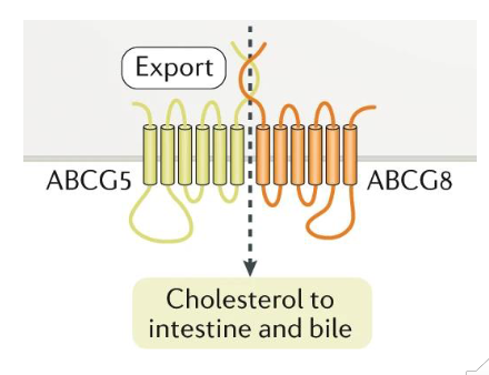 <p>Excretion: Sitosterolaemia</p>