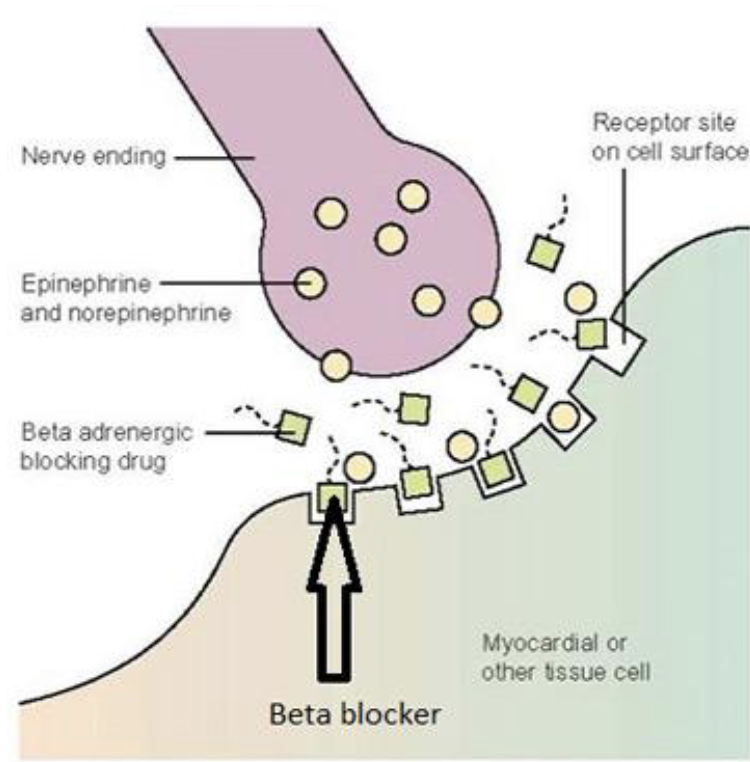 <p>"Cardio-selective (β1) and Non-selective (β1 and β2) receptor antagonists<br><br><strong>Used in:</strong><br>- Angina: reduce cardiac work<br>- Hypertension: reduce cardiac output, renin release<br>- Post MI: Inhibit the increase in SNS activity<br><br><strong>Side Effects:</strong> <br><u>Cardio-selective</u><br>- Do not have ""central"" effects<br>-*less risk of bronchoconstriction<br><br><u>Non-selective<br></u>- Nightmares depression, insomnia (crosses BBB)<br>- Bronchoconstriction (contraindicated in asthmatics)<br>- Hyperglycaemia (contraindicated in diabetics)</p>